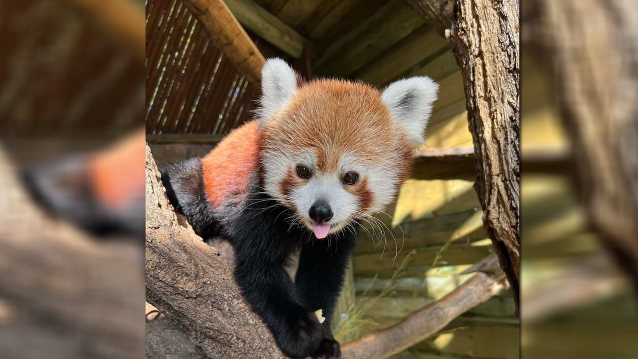El Zoológico de Hogle es una de las principales atracciones turísticas en Salt Lake City, es el zoo más grande del estado, y sus decenas de animales conviven en diversos ecosistemas. Para información sobre las entradas, horarios y actividades, puedes entrar en: 
<a href="https://www.hoglezoo.org/" target="_blank">https://www.hoglezoo.org/ </a>