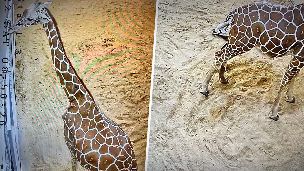 La jirafa reticulada es considerada una especie vulnerable. El Zoológico Hogle de Utah es una organización sin fines de lucro y hogar de decenas de animales.
