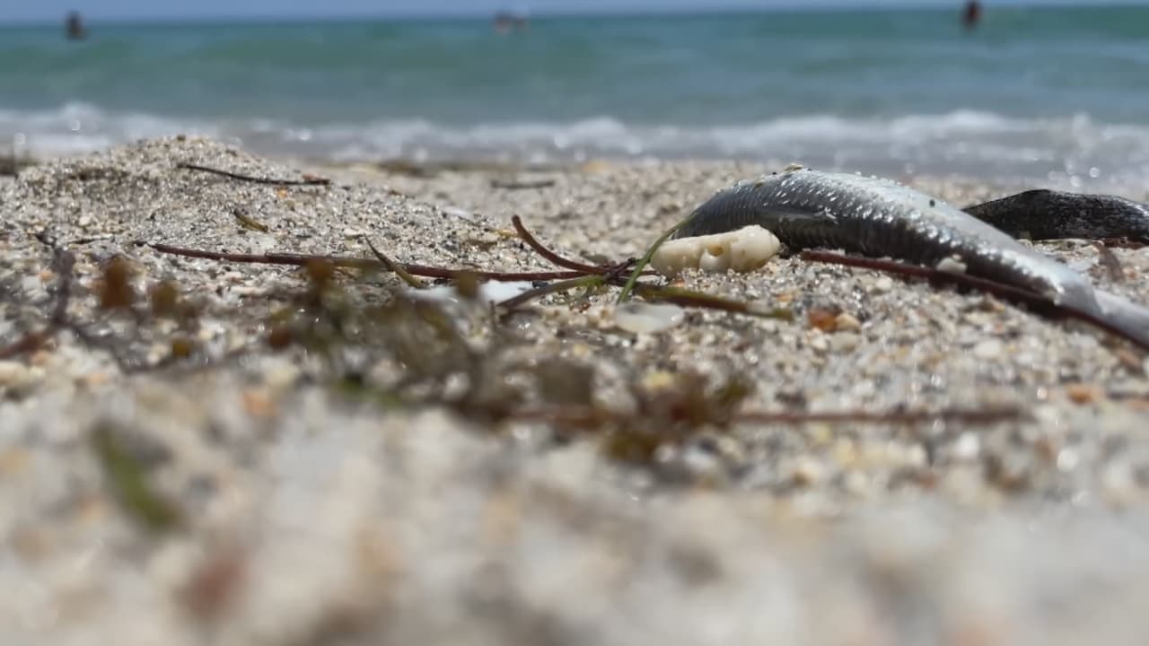 Decenas de peces aparecen muertos en la playa de Sunny Isles Beach