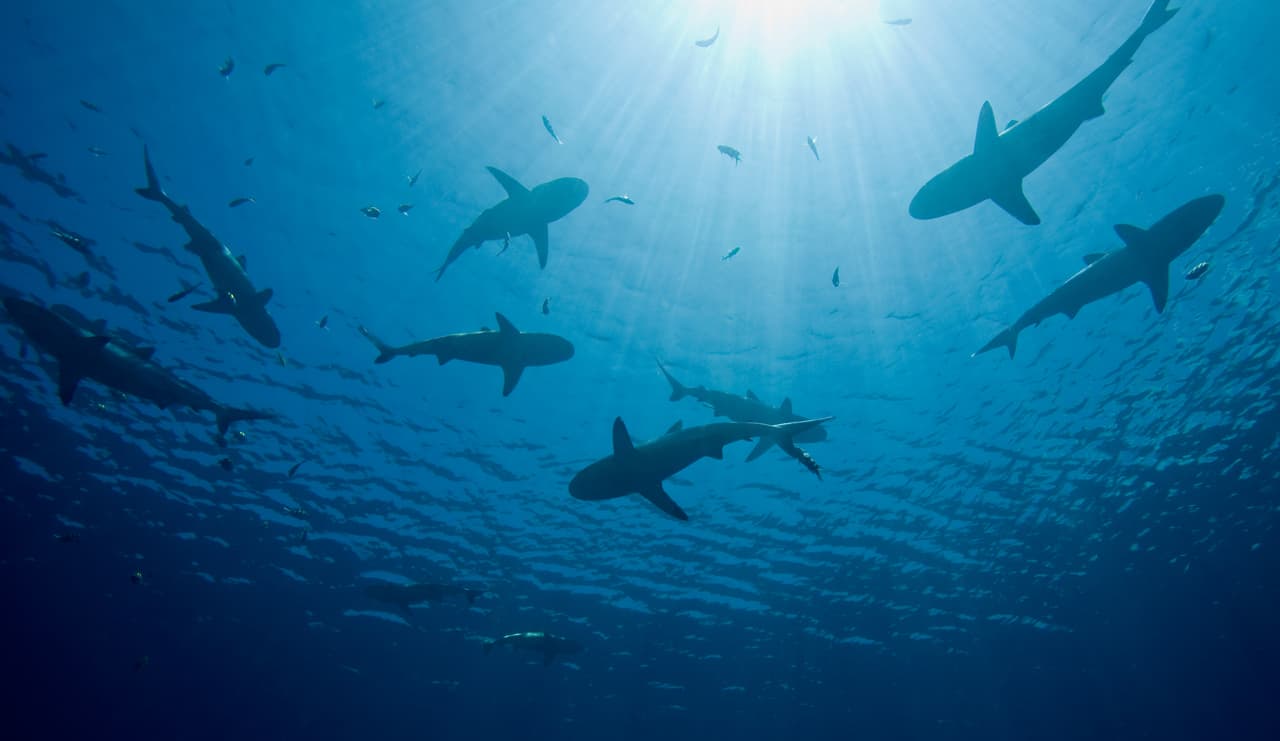 Se recomienda a quienes bucearán en sitios donde se conoce ya la presencia de tiburones, siempre sumergirse con algún tipo de elemento punzocortante que sólo debe ser utilizado en caso de emergencia ante un ataque.