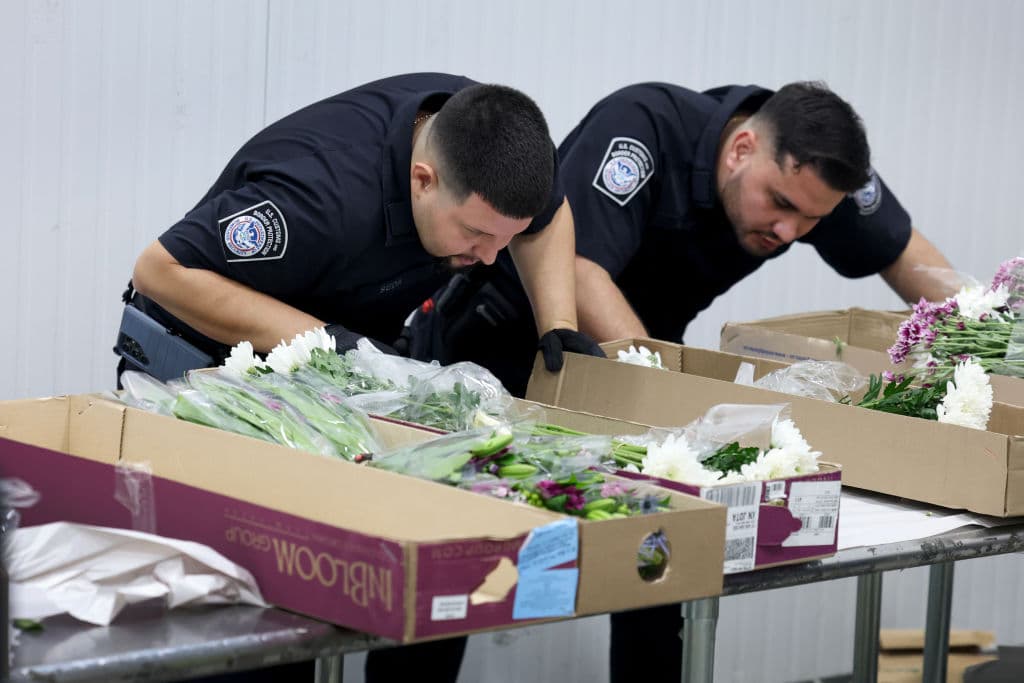 Rosas, claveles, hortensias, crisantemos y paniculata llegan en cientos de vuelos, principalmente desde Colombia y Ecuador, a Miami en su camino hacia floristerías y supermercados en Estados Unidos y Canadá.