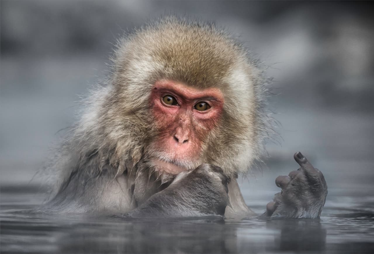 Un animal con un mensaje muy claro, según su autora. 
<b>Linda Oliver / CWPA / Barcroft</b>