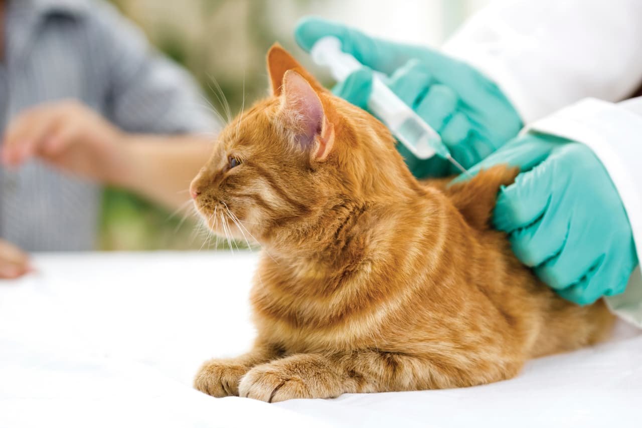 Vacunas. La ley requiere que tu perro o gato estén vacunados contra la rabia. La frecuencia con que debes renovar esta vacuna varía según cada estado. Consúltale a tu veterinario cada cuánto deberías hacerlo.