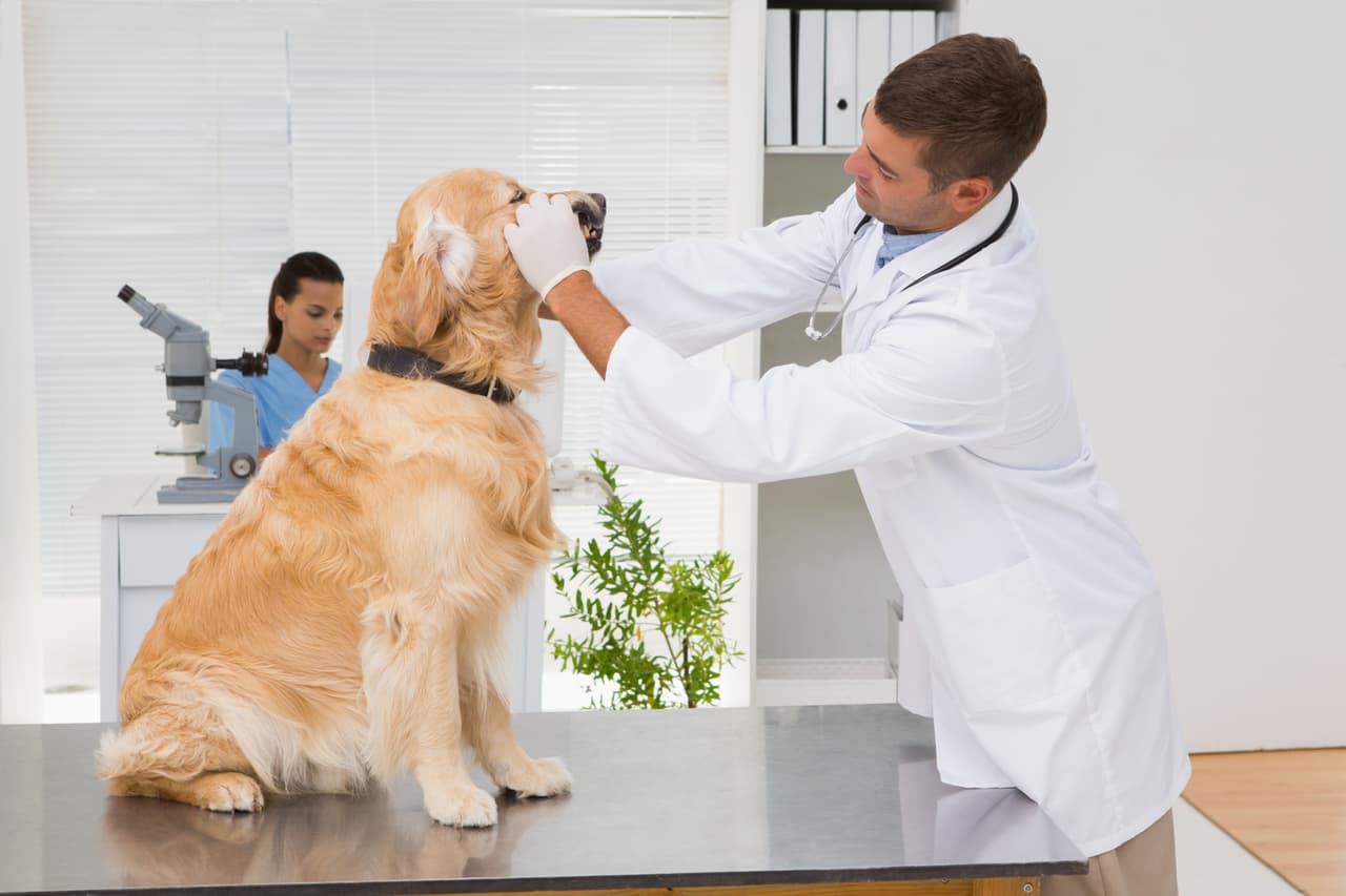 Por ejemplo, visitas al veterinario, problemas de salud inesperados, entrenamiento, juguetes y esterilización. ¡Descubre cuánto podrías gastar sólo en el primer año!