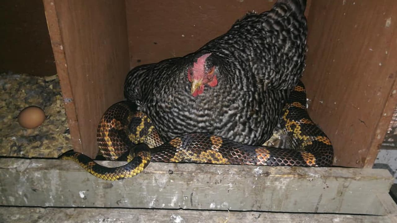 Lugares donde puede haber ratas o pájaros al alcance también son escondites de serpientes. Aunque no necesariamente, todas son venenosas.