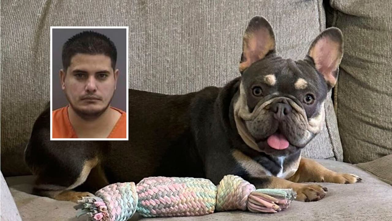  Acusan a conductor de Amazon de llevarse a perrita de $4,000 durante entrega en Florida