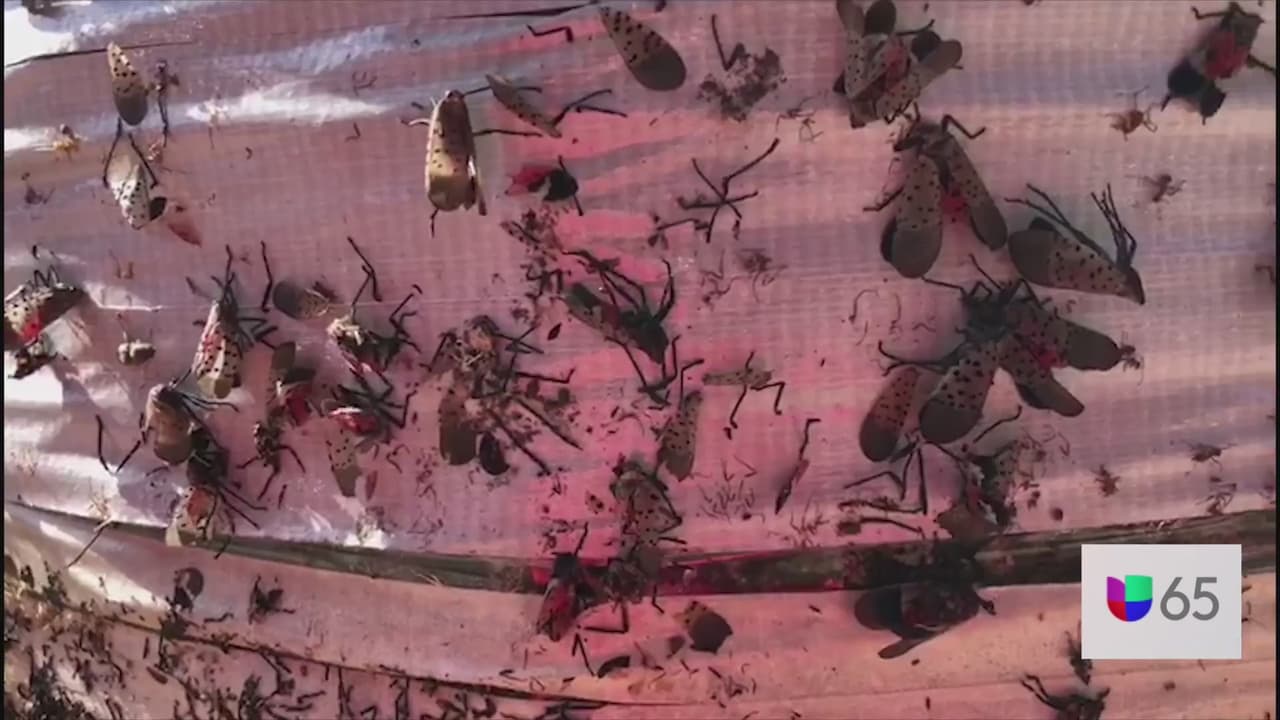 La mosca linterna manchada se ha extendido a 
<a href="https://www.univision.com/local/philadelphia-wuvp/estos-condados-en-nueva-jersey-estan-en-cuarentena-por-la-mosca-linterna-manchada">Nueva Jersey</a> y Delaware. En total, el insecto tiene infestaciones en cuatro estados y se ha encontrado en ocho. ¿Cuál es el método más eficaz para controlar la enorme cantidad de insectos reportados en nuestra región? Un ecólogo y biólogo conservacionista nos da una idea. Se ha establecido una línea directa para los informes de la plaga invasora. Si ve una llamada, 1-888-4BAD-FLY; eso es 1-888-422-3359. La línea directa está abierta de lunes a viernes de 8 a.m. a 5 p.m. Para obtener más información sobre la mosca linterna manchada, visite 
<a href="https://www.agriculture.pa.gov/Plants_Land_Water/PlantIndustry/Entomology/spotted_lanternfly/Pages/default.aspx" target="_blank">Agriculture.pa.gov/spottedlanternfly</a>.