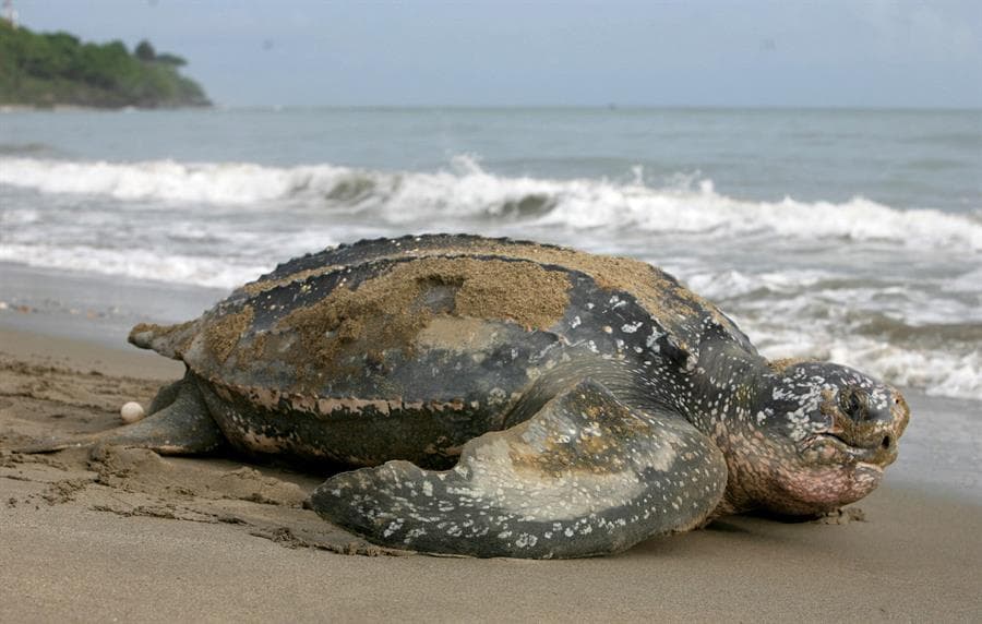 La tortuga laúd, la especie 
<i>dermochelys coriácea, </i>es la tortuga marina más grande del mundo. Puede llegar a medir hasta tres metros de envergadura y pesar hasta una tonelada.