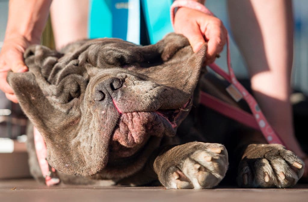 Fue abandonada y tiene problemas en la vista de los que se ha ido recuperando con la ayuda de un equipo de veterinarios. Fue adoptada del refugio Dogwood Animal Rescue Project en Sonoma County, California, por Jessica Burkard. 
<br>