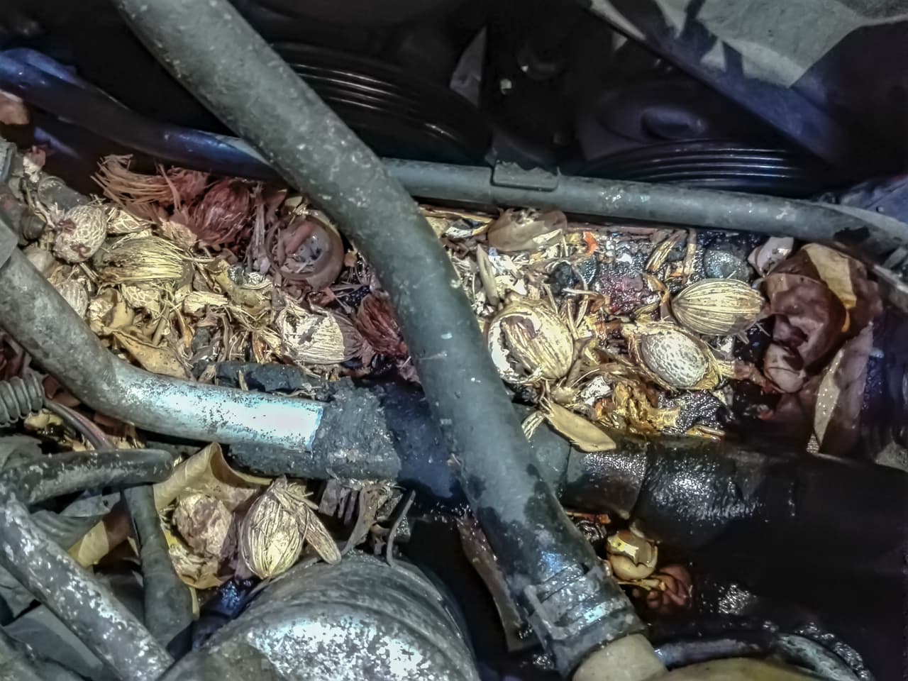 En ocasiones 
<b>es fácil detectar su presencia,</b> ya que habrá residuos de alimento en el motor.