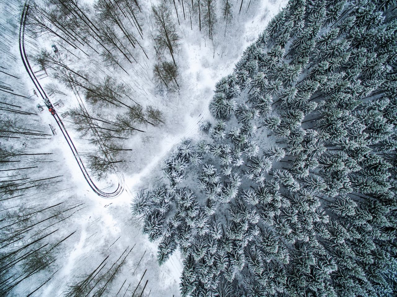 Esta imagen finalista de la categoría de 
<b>Naturaleza</b> nos traslada hasta un bosque lleno de pinos congelados.