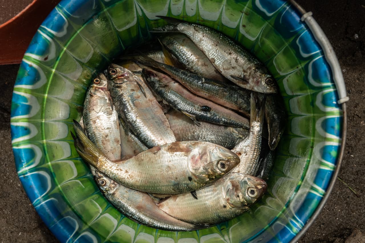 A colorful bowl filled with once plentiful bonga fish.