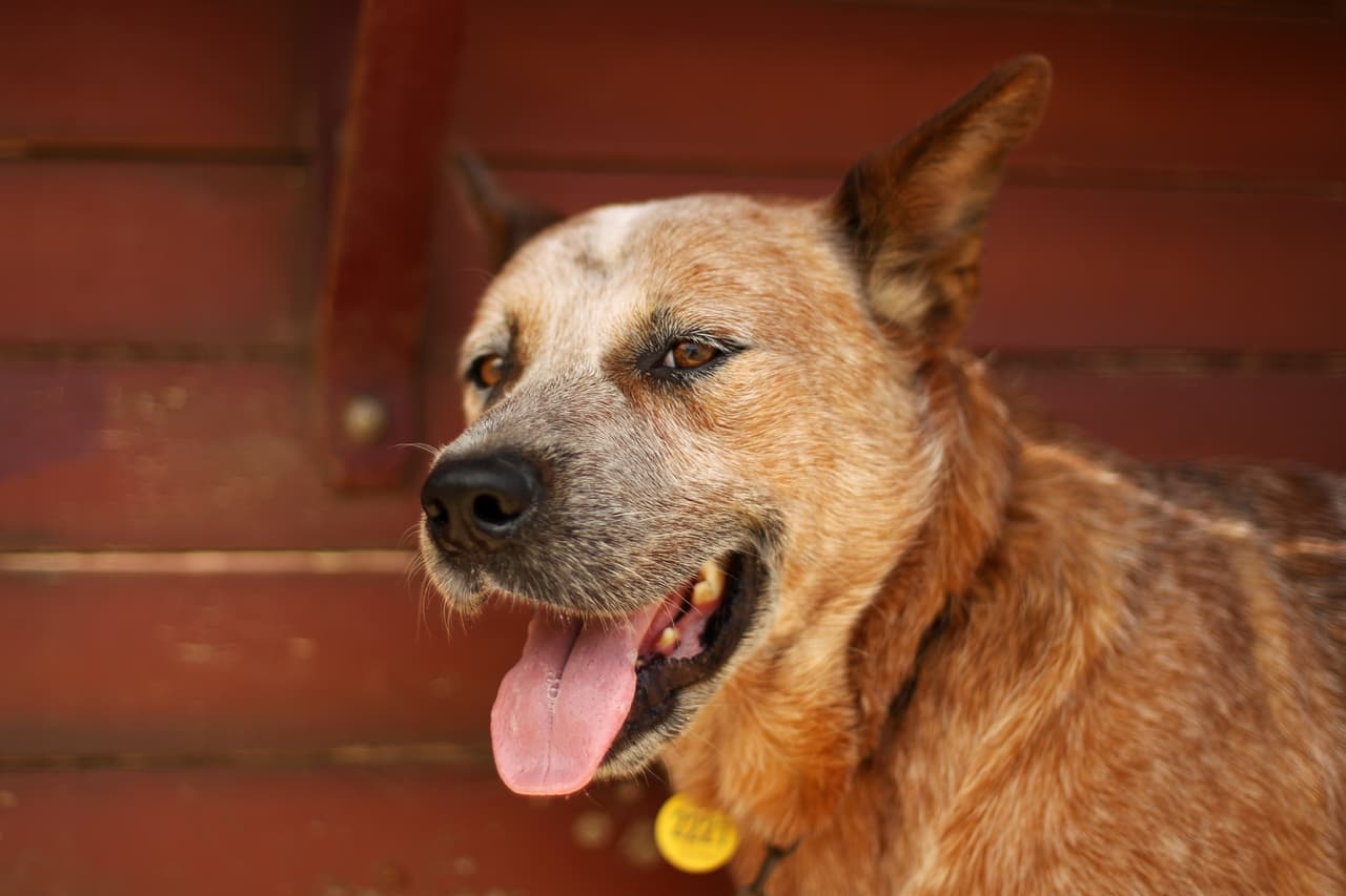 Los habitantes pueden tener ocho (8) gatos o cinco (5) perros o un total ocho (8) de estos animales en una casa. 
<br>