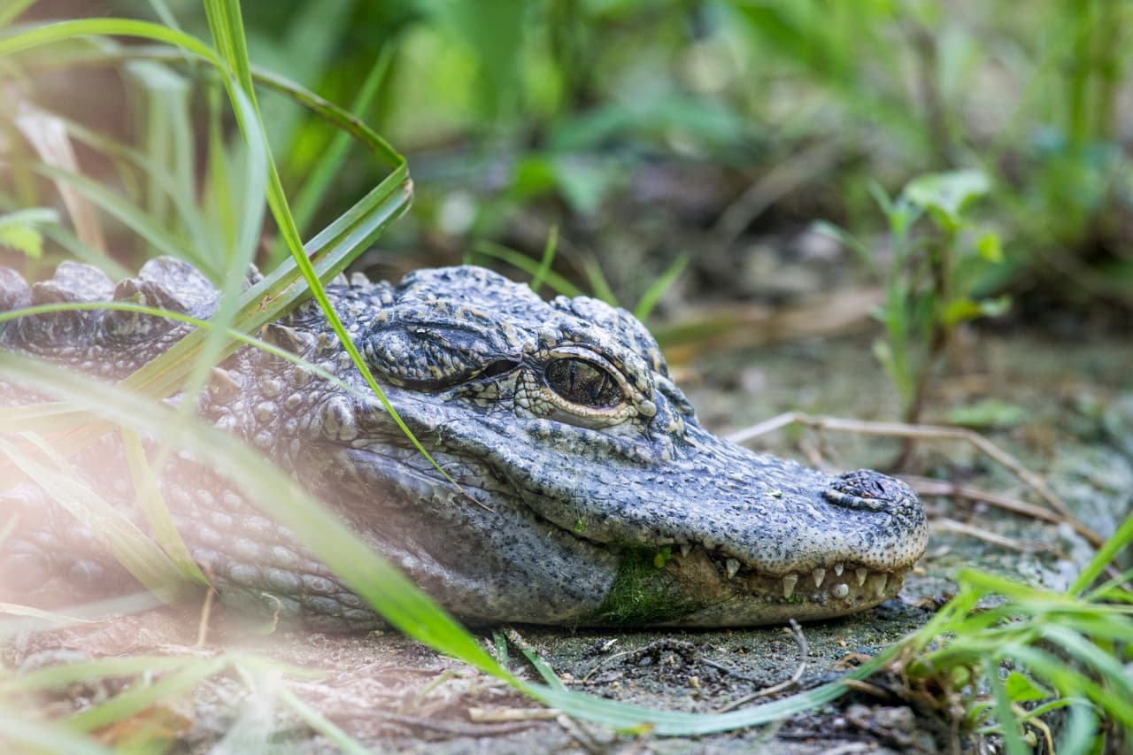 <h3 class="cms-H3-H3">Caimán chino</h3>
<br>
<br>El número de estos animales disminuyó drásticamente debido a que su hábitat se convirtió en campos para cultivar arroz. En 1999 solo se ubicó a 100 de estos animales en tan solo 10 lugares del 
<a href="https://www.univision.com/temas/planeta">planeta</a>. Sin embargo, a principios de este siglo se echó a andar un programa de crianza en cautiverio y una paulatina reintroducción a estado salvaje para poder instalar a estos reptiles en áreas protegidas. 
<b>Hace un par de años, la nueva liberación de 120 de estos caimanes pudo duplicar su población. </b>
<br>
