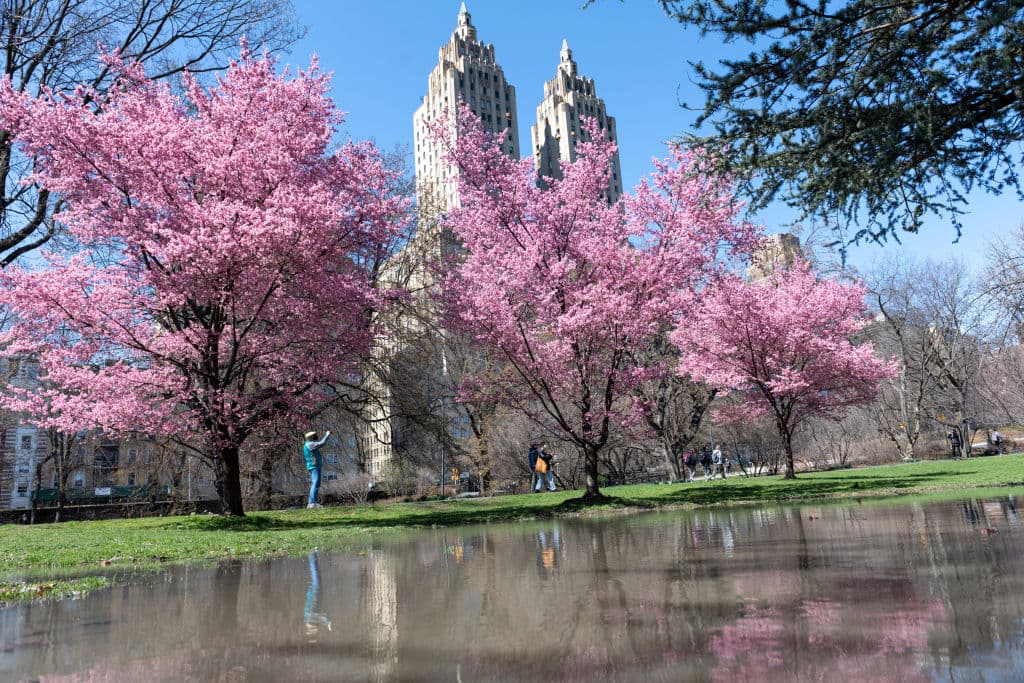 Esta puede ser una inmejorable oportunidad para tomar fotos increíbles. Si estás buscando dónde tomar las tuyas, estos son algunos 
<b>parques de Nueva York que son ideales para hacerlo</b>.