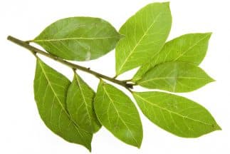 <b>LAUREL</b>
<br>Fortalece la energía del espacio y equilibra las emociones.