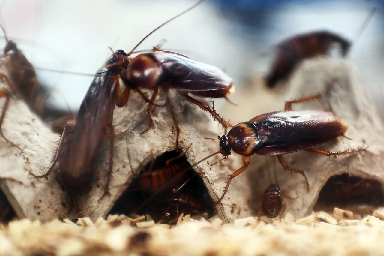 Cucarachas. Son insectos nocturnos que viven cerca de lugares húmedos y alimentos. Se reproducen rápidamente y son portadoras de una importante cantidad de gérmenes que pueden generar ciertas enfermedades a personas susceptibles.