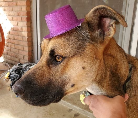 Goofie es medio travieso, ha hecho destrozos en el patio de su familia, pero todos lo adoran.
<br>