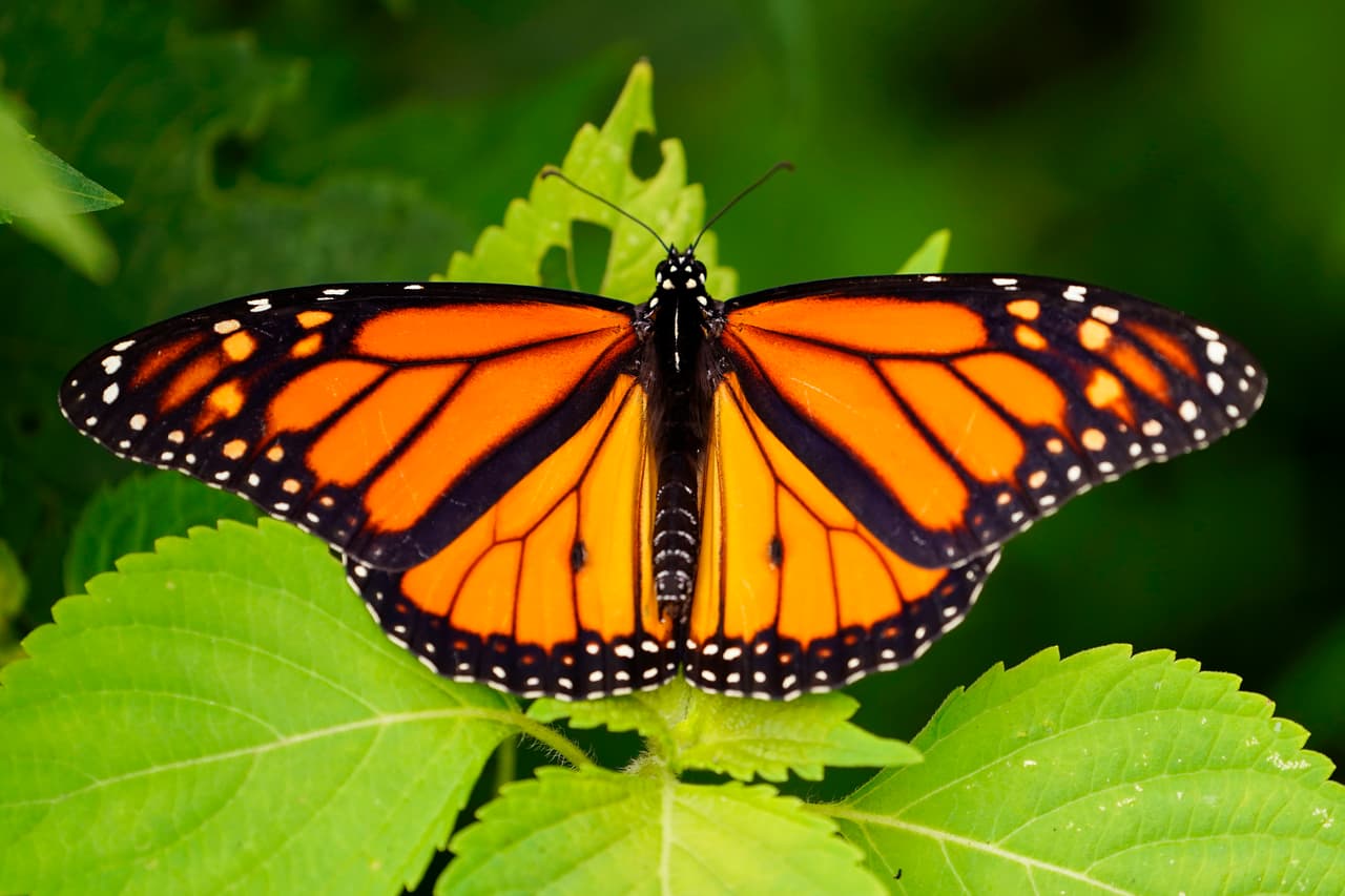 La mariposa monarca ahora revolotea un paso más cerca de la extinción, luego de que científicos colocaran a este icónico insecto de alas anaranjadas y negras en la lista de especies en 
<b>peligro de extinción</b> debido a la rápida disminución de su población.
<br>
<br>
<br>