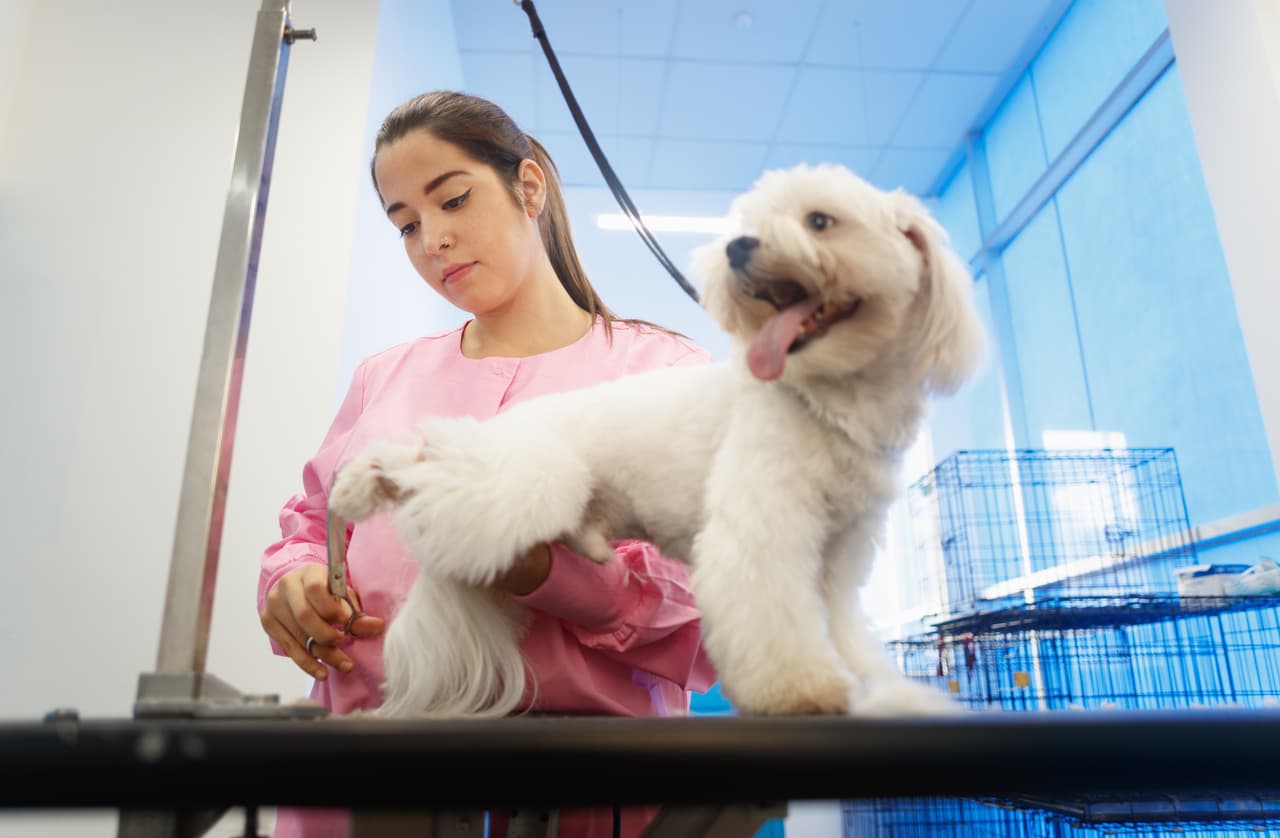 <b>Puesto 22. Cuidadores de animales no agrícolas. </b>Atienden animales domésticos como perros, gatos, peces o, en algunos casos, animales de zoológico. Pueden trabajar en tiendas de mascotas, refugios de animales, perreras, acuarios, zoológicos o circos. Ganan alrededor de 27,060 dólares, unos 11.91 por hora.
