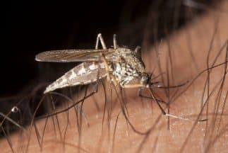 Mosquito