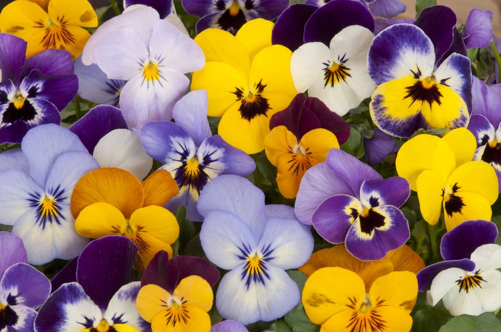 Los pensamientos, con sus bellos colores, también beneficiarán la vida de un Libra. Procura tener arreglos florales en tu casa.