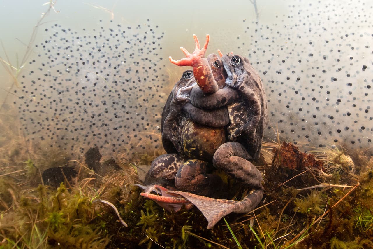 <b>‘Todo lo que necesitas es amor’</b>
<br>
<br>Está imagen ganó en la categoría ‘comportamiento’ del concurso y también se impuso en el grupo de imágenes tomadas ‘en mi patio’. Fue tomada durante el desove de las ranas en un estanque muy cerca de la casa del autor.
<br>
<br>La condición principal para participar en este concurso es que la imagen haya sido tomada bajo el agua, no importa dónde esté. Por esta razón se recibieron fotografías tomadas bajo el agua de océanos, lagos, ríos e incluso piscinas.
<br>