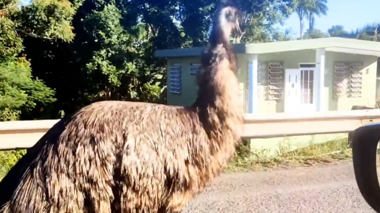 ¡Otro animal en las calles! Un emú se le escapa a su dueño en Moca