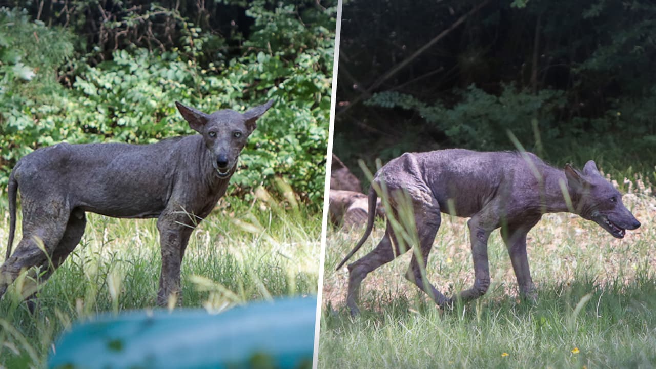 ¿Un perro o un coyote? Parques y Vida Salvaje de Texas cree que se trata de un coyote con sarna, pero Servicios de Control Animal de Grapevine piensa que es un perro.
<b> Lo que sí se sabe es que está muy enfermo. </b>