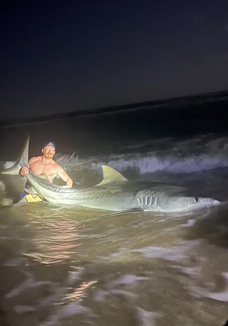 Haltermann es voluntario de la NOAA (Administración Nacional Oceánica y Atmosférica) y recopila datos sobre los tiburones que captura. Luego de marcarlos, les quita los anzuelos, les toma fotos y los devuelve al agua. Haltermann dice que la liberación fue exitosa y el tiburón se fue nadando con fuerza.