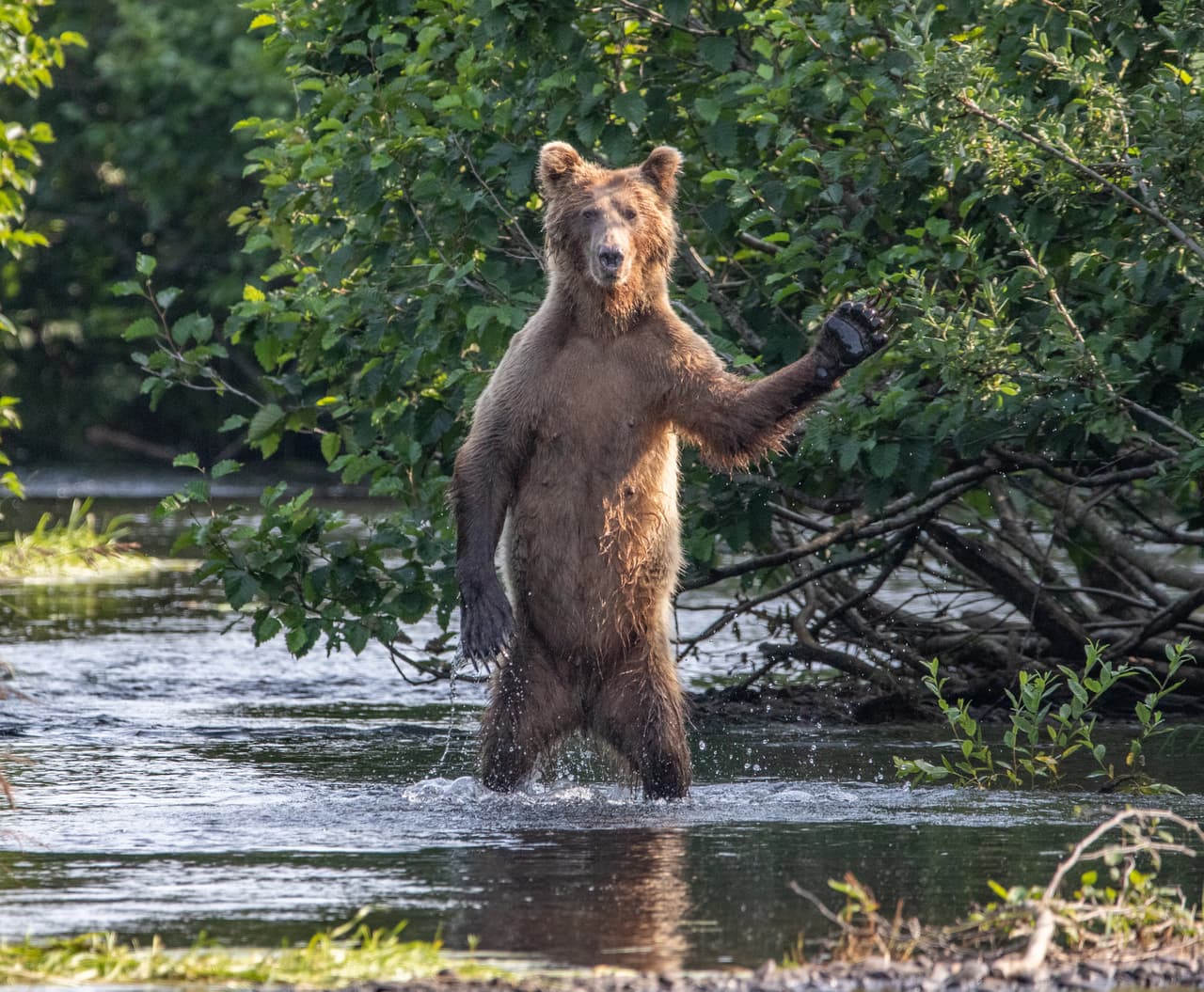 <b>Hola a todos. </b>Mientras pescaba, este oso pardo se tomó un minuto para hacer una pausa y saludar a los fotógrafos que pasaban por su hábitat en Alaska. 
<br>