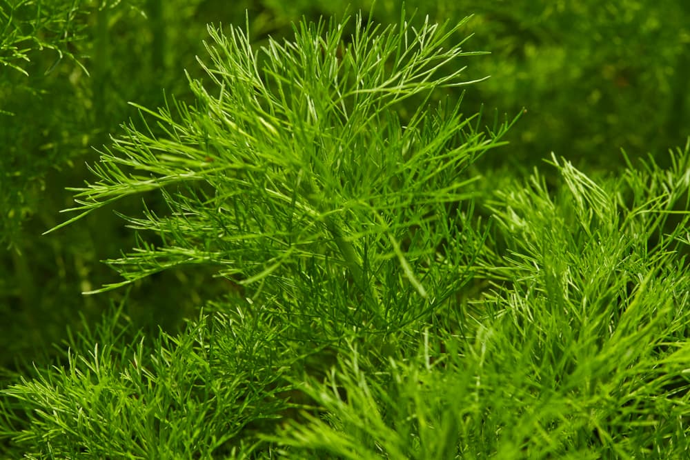 Ante todo esto, el eneldo es una planta con múltiples propiedades curativas y medicinales, pero también funciona como un gran amuleto de protección contra brujería, hechizos y hasta para aumentar tu atractivo sexual. ¿Qué te parece?
