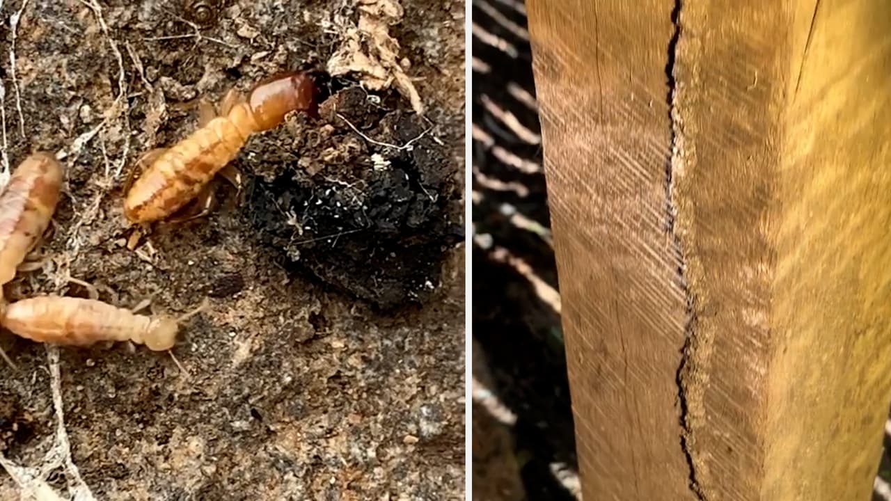 La primavera es la temporada en la que suelen aparecer las termitas para buscar nuevas estructuras para vivir. Los insectos se sienten particularmente atraídos por las estructuras que pueden haber sufrido daños por el clima invernal severo o por tener madera muerta o en descomposición en la propiedad.