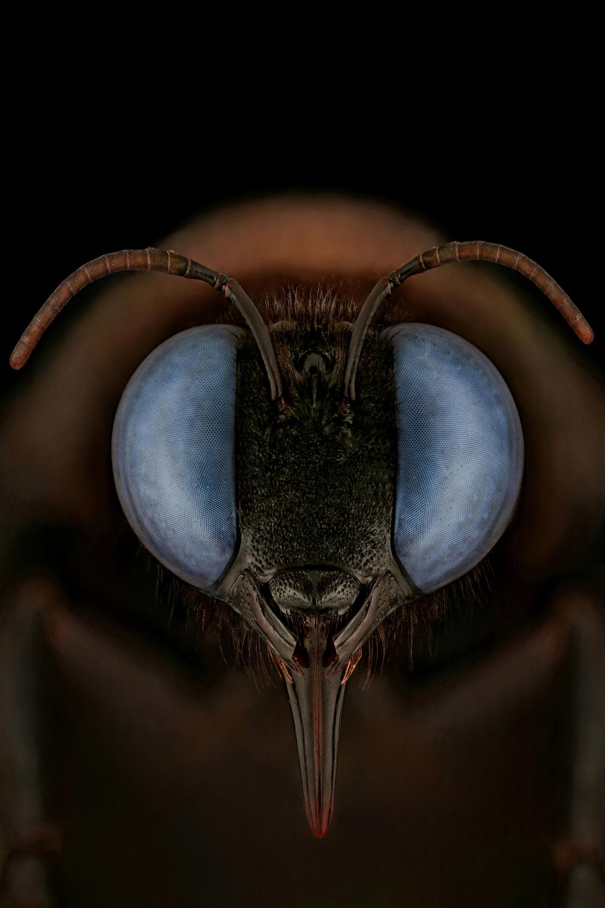 <b>‘Abeja Xylocopa Violacea’</b>. Tercer lugar en la categoría 'primer plano extremo'. El nombre común de este insecto es abeja carpintera, por su comportamiento de anidación, cuando excavan madera muerta o bambú. Una de las imágenes del ganador del Premio Luminar al Fotógrafo de Insectos del Año 2020, quien recibió una compensación en metálico de unos $5,800. 
<br>