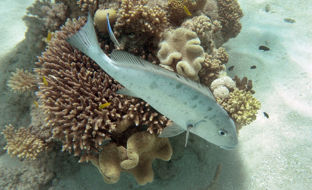Cairns. Esta ciudad al noreste de Australia es un destino muy popular para los turistas extranjeros, por su clima tropical y su proximidad a numerosas atracciones: la Gran Barrera de Coral, el Parque Nacional Daintree y el Cabo de Tribulación. ¡El mejor lugar para hacer ‘snorkel’!
