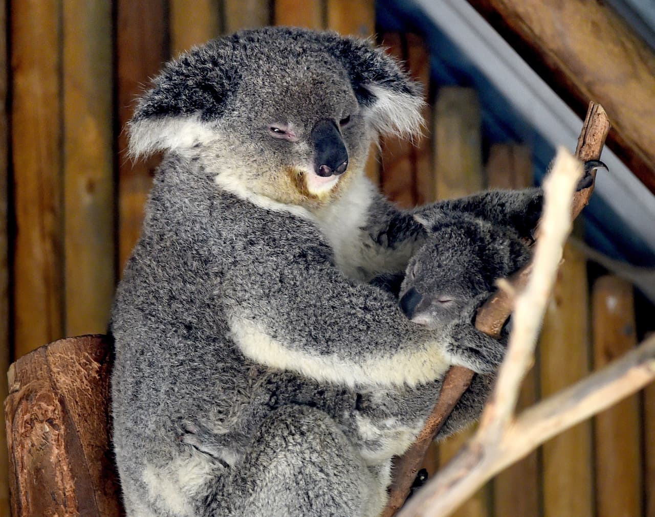 Sídney. Sede de uno de los acuarios más impresionantes del mundo. El zoológico, al que se llega en barco, alberga a koalas, canguros y cocodrilos de mar. Una ciudad digna de ser apreciada por su modernidad, transporte público y plazas iluminadas, donde los niños pueden jugar de noche.