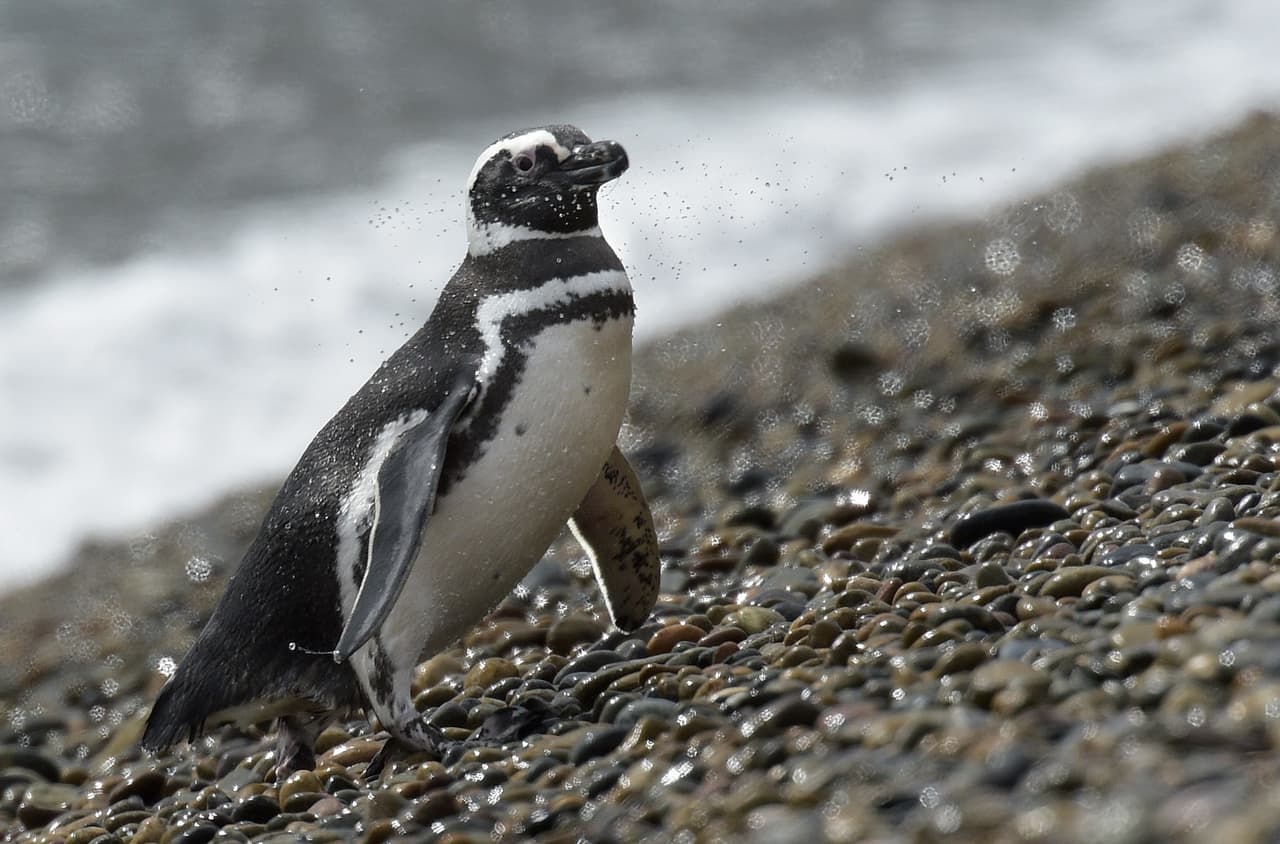 Puerto Madryn. En la Patagonia argentina, está la puerta de entrada a la Península Valdés, declarada Patrimonio Mundial de la Humanidad por la Unesco. De octubre a diciembre, se realizan excursiones para el avistamiento de ballenas, delfines, toninas overas, pingüinos, elefantes marinos y aves, entre otros.