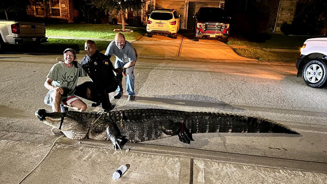 El caimás más reciente capturado fue encontrado en la cuadra 13800 de la N Lake Branch Lane en Atascocita, Texas. Si encuentra un caimán, llame a TPWD. 713-779-8977