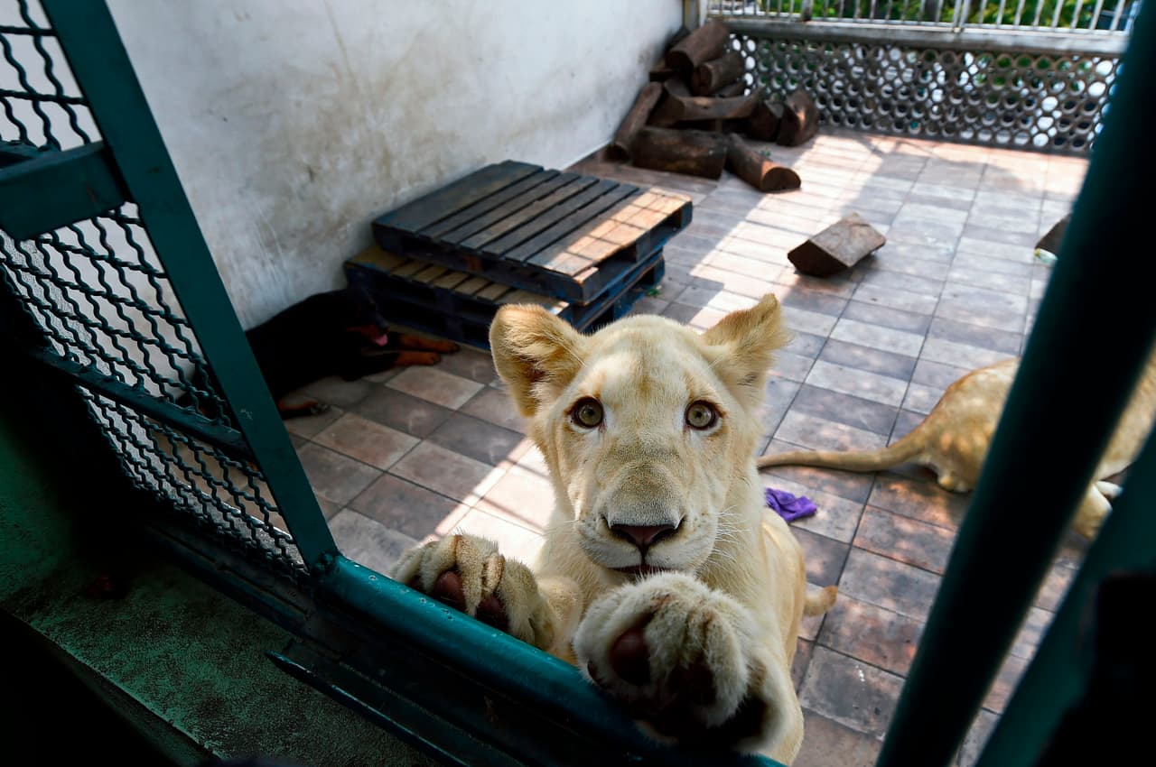 Omar Rodríguez, un empresario de 48 años, es el dueño de una manada de leones que vive en la azotea de una vivienda en Ciudad de México. 
<b>"Yo sí estoy bien consciente de lo que tengo, si no los manejas bien se vuelven bien incómodos, o sea no es un perro que puedas tener en la sala de tu casa"</b>, dijo Rodríguez a la agencia AFP.
