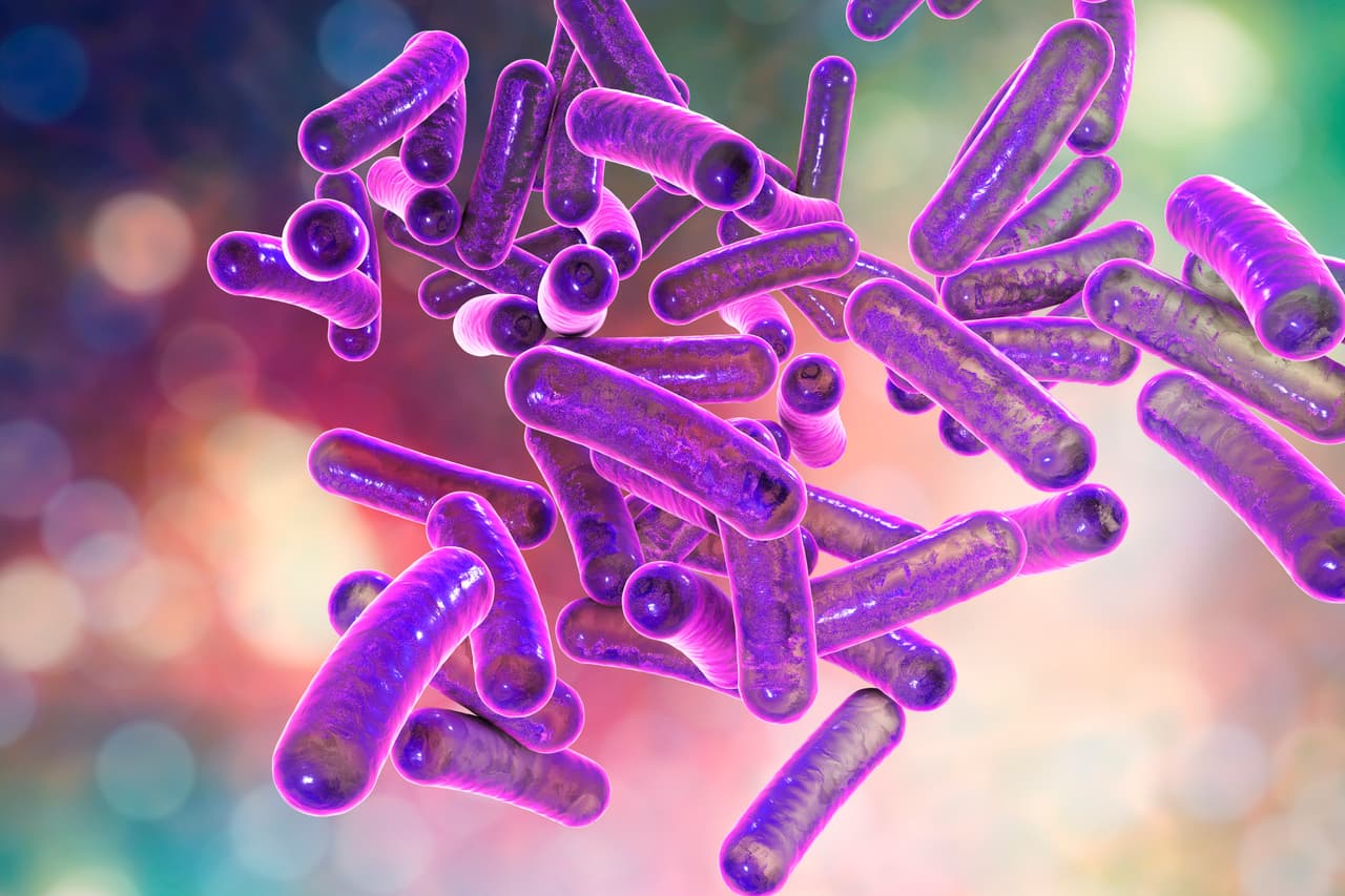 Según los Centros para el Control y la Prevención de Enfermedades (CDC), la Shigella es una bacteria que causa una infección llamada shigelosis.