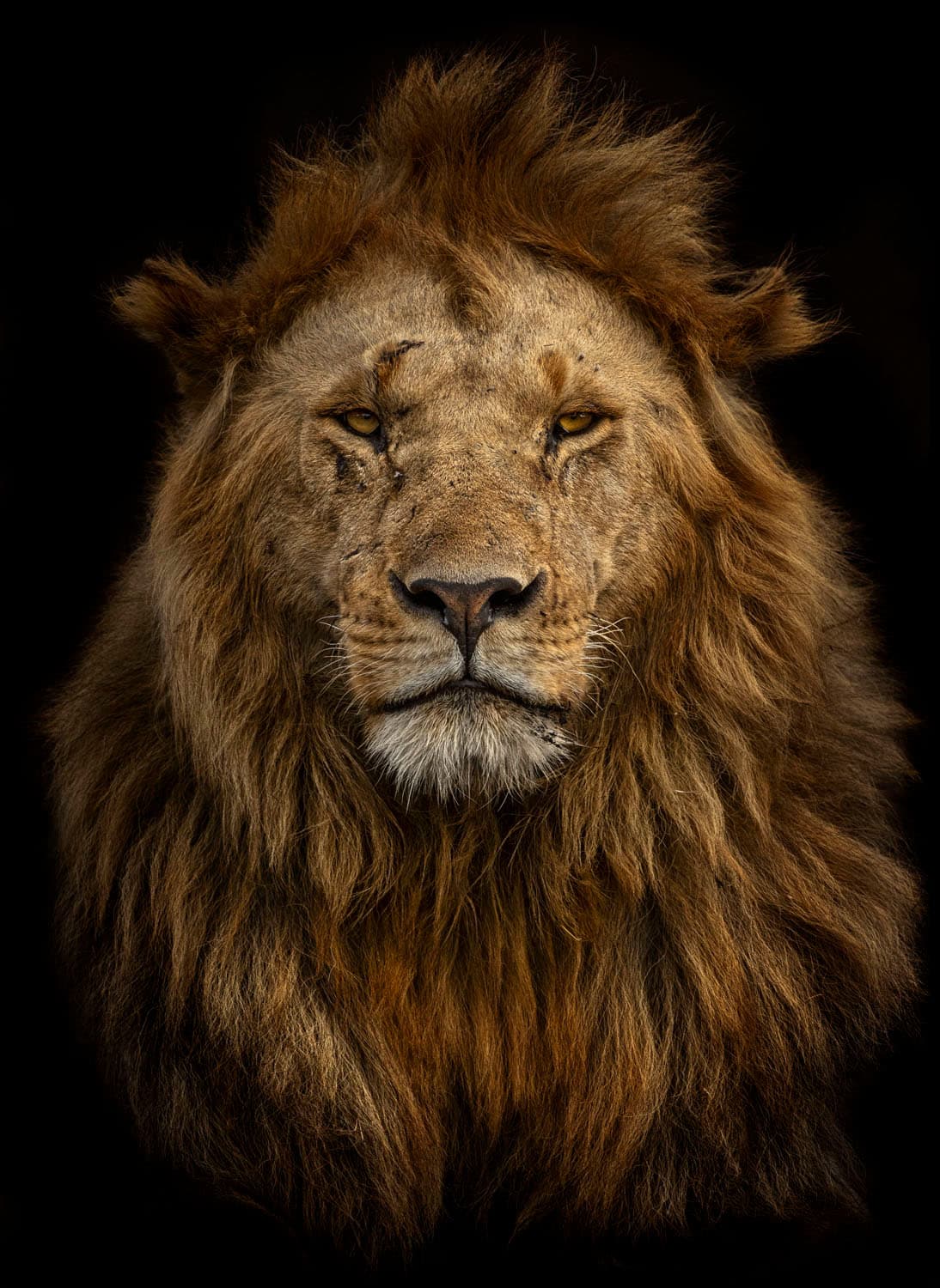 <b>‘Cuando eres rey y lo sabes’</b>
<br>
<br>Un poderoso león fotografiado en Kenia por la artista española 
<a href="https://vitalimpacts.org/collections/marina-cano-1"><u>Marina Cano</u></a>, en agosto de 2021. 
<br>
<br>Estas impresionantes imágenes han sido publicadas en revistas como National Geografic y algunos autores son representados por las galerías de arte más importantes del mundo.