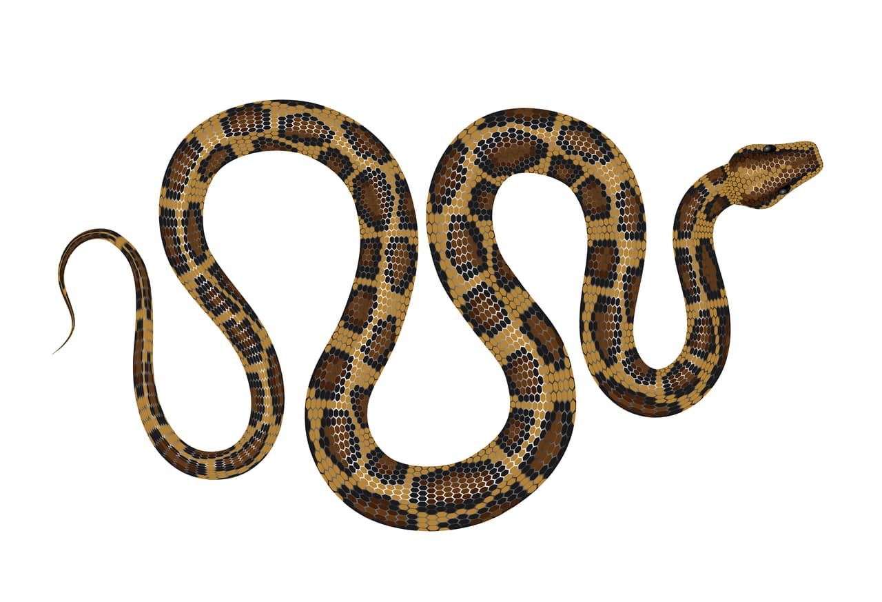 Para gente famosa como Sigmund Freud, soñar con un animal alargado como una serpiente tiene una connotación sexual, pues los ve como un falo, algo recurrente en sus teorías oníricas. Para él, es un impulso sexual reprimido o insatisfecho.