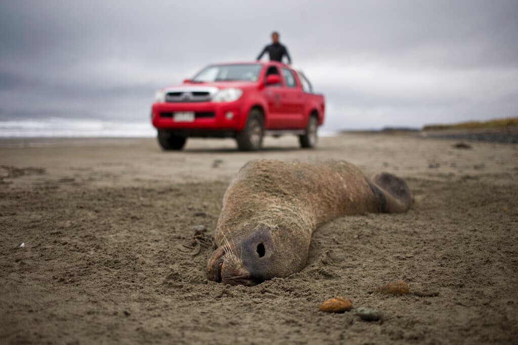 Decenas de delfines y leones marinos están muriendo en California: ¿qué los está afectando?