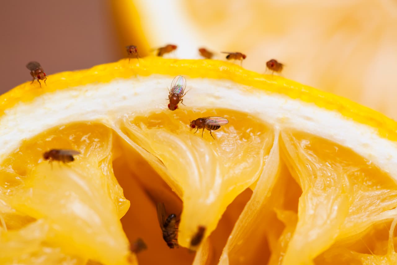 Yolanda Rocha recomienda poner cáscaras de naranja cerca de donde se juntan las hormigas ya que los químicos que sueltan son veneno para los insectos.