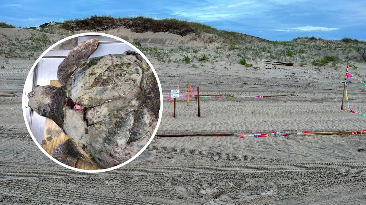Muere atropellada tortuga marina que anidaba en playa de Outer Banks 
