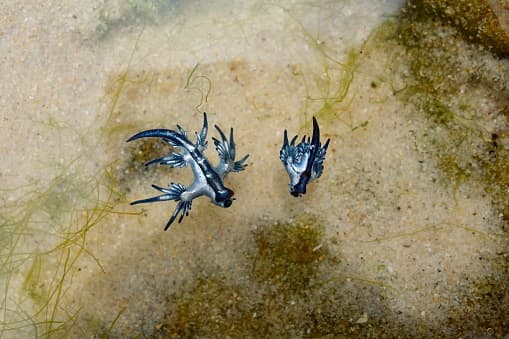 Es una especie de babosa de mar de colores brillantes (nudibranquio), y se puede encontrar en los océanos Atlántico, Pacífico e Índico en aguas templadas y tropicales.