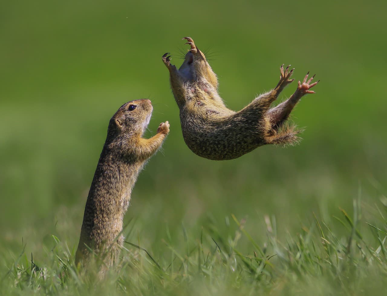 <b>‘Te tengo’</b>
<br>
<br>"Pasé mis días en mi ‘lugar de ardilla’ habitual y una vez más, estos graciosos animalitos no han desmentido su verdadera naturaleza”, contó el fotógrafo. La imagen fue tomada en Hungría.