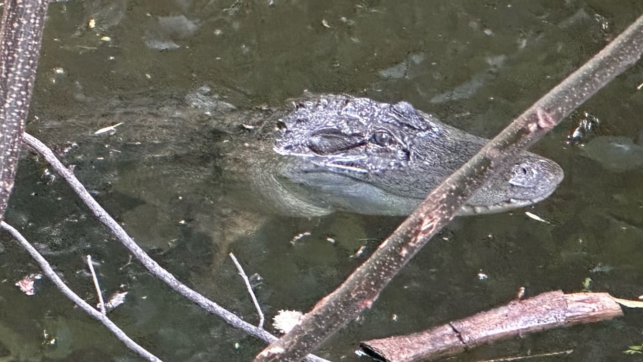 Esta imagen del caimán es el pasado domingo 7 de julio, cuando unos paseantes fueron sorprendidos por el animal. Esta
<b> no es la primera vez que reportan avistamientos de caimanes en el norte de Texas</b>, 
<a href="https://www.univision.com/local/dallas-kuvn/captan-a-dos-caimanes-nadando-en-un-popular-lago-del-norte-de-texas-video" target="_blank">también habían sido vistos un par nadando muy tranquilos por el lago de Eagle Mountain. </a>