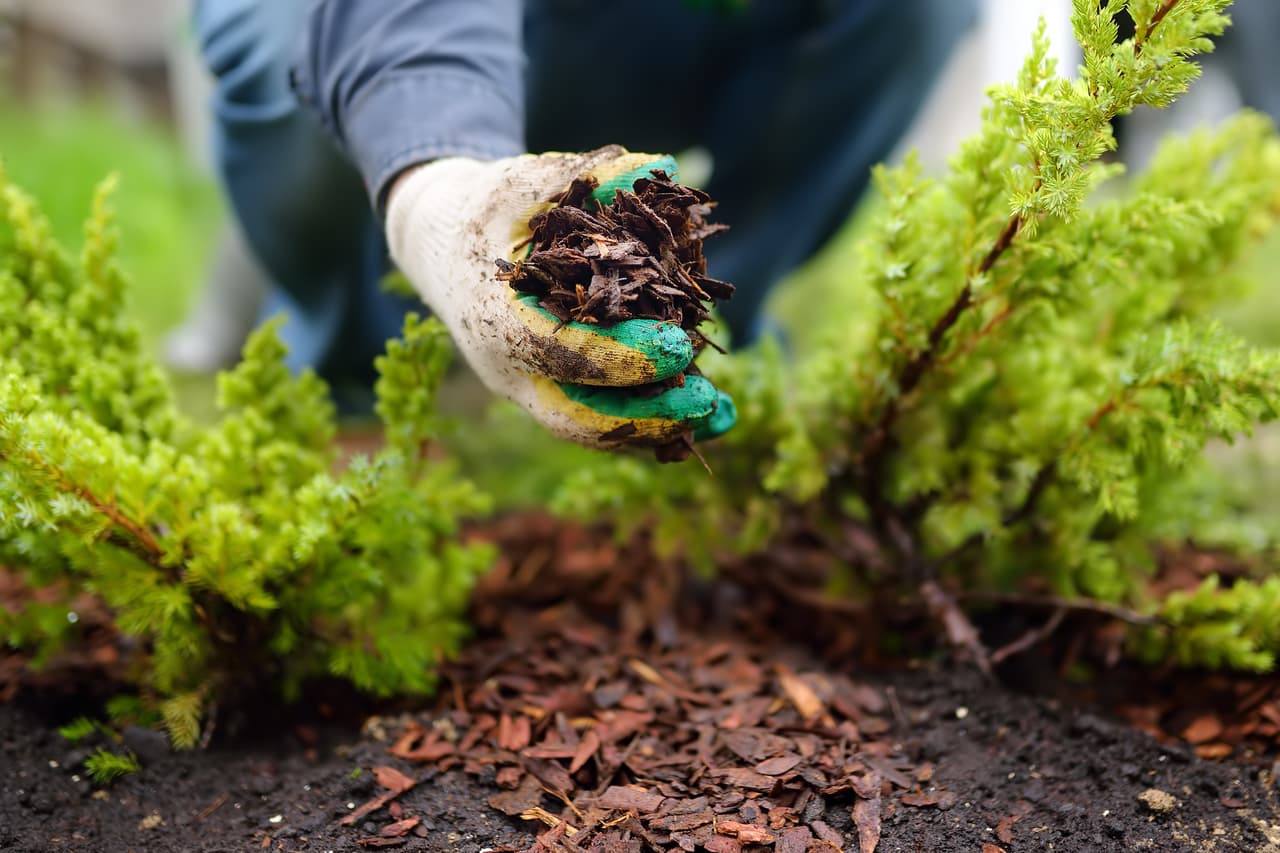 <b>Puesto 16. Jardinero y paisajista</b>
<br>
<br>Salario promedio: 31,730 dólares.
<br>
<br>Educación requerida: ninguna.
<br>
<br>Los especialistas han determinado que el ejercicio y el tiempo al aire libre reducen el estrés y los que trabajan cuidando los jardines pueden aprovechar labores físicas como cortar el césped o plantar árboles a su favor. Pasar el día sin estar encerrado en una oficina puede ser una ventaja y que los errores involuntarios en este empleo no sean fatales la hacen una actividad relativamente tranquila.
<br>
<br>A pesar de que su remuneración no es alta, estos empleados no deben preocuparse por pagar deudas estudiantiles.