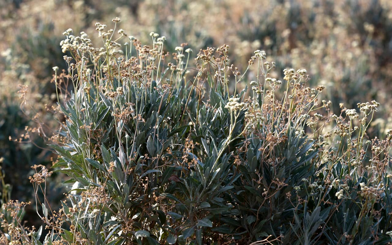 Una planta de guayule en una de las granjas que subsiste gracias al río Colorado. Entre las opciones que barajan para dar frente a la falta de suministro están arrendar más agua a las tribus, crear un suministro más robusto de agua reciclada y desalinizar el agua del golfo de Baja California (Mar de Cortés), en 
<a href="https://www.univision.com/temas/mexico-city">México</a>.